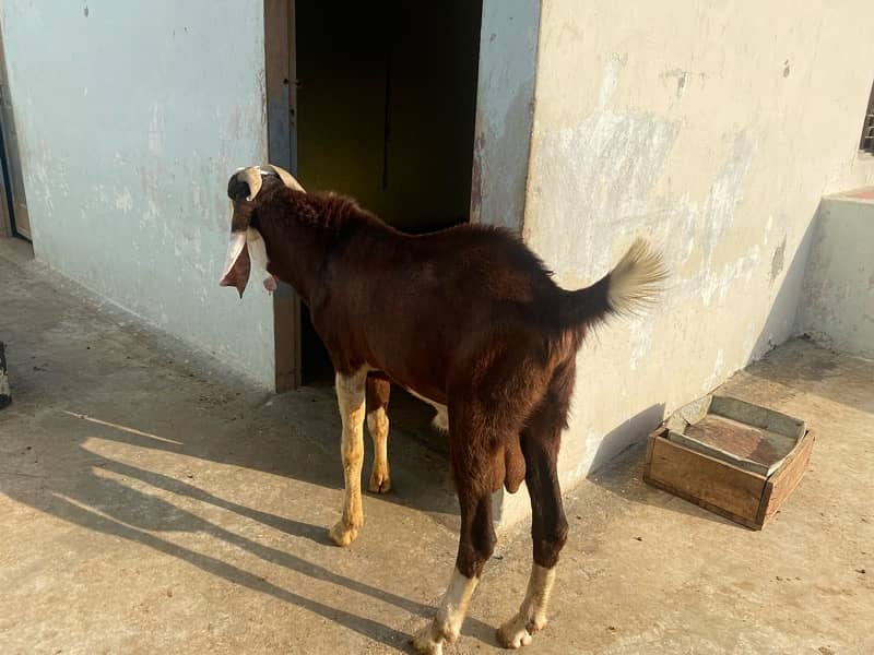 3 male goat available for qurbani 12