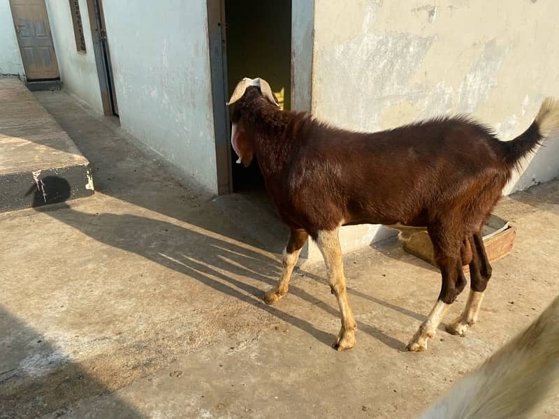 3 male goat available for qurbani 13