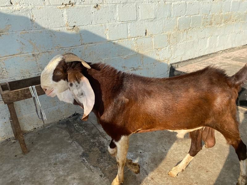 3 male goat available for qurbani 14