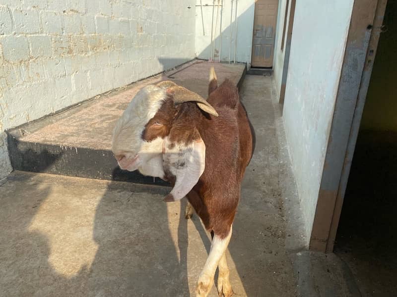 3 male goat available for qurbani 15