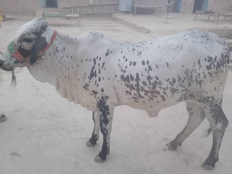 Cholistani Cow 2
