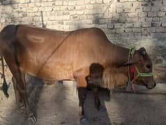 Original Sahiwal Breed Cow for Sale