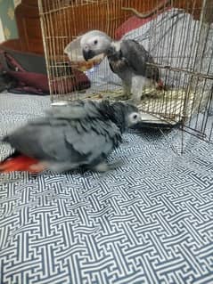 African grey 2 time feed  92 3014733851