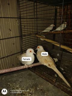Urgent sell Red Dove breeder pair