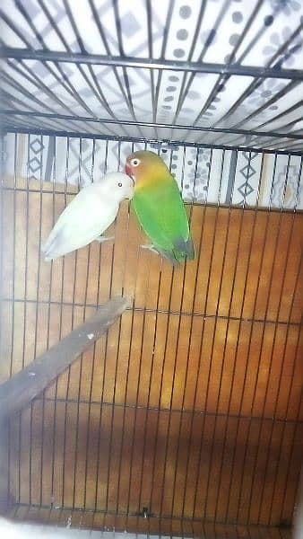 Love Birds (parrots) 1