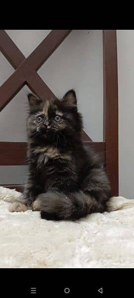 persian punch face female kitten available for sale 0