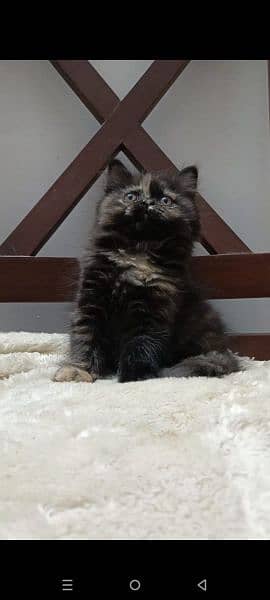 persian punch face female kitten available for sale 1