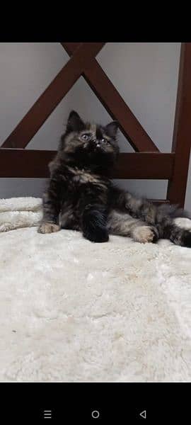 persian punch face female kitten available for sale 2