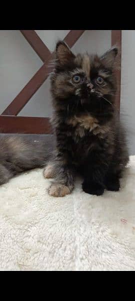 persian punch face female kitten available for sale 3