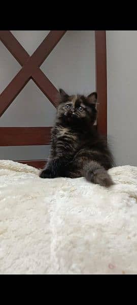 persian punch face female kitten available for sale 5