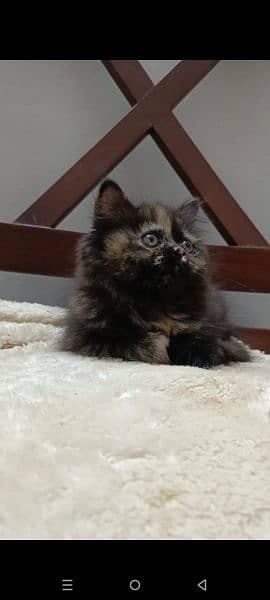 persian punch face female kitten available for sale 6