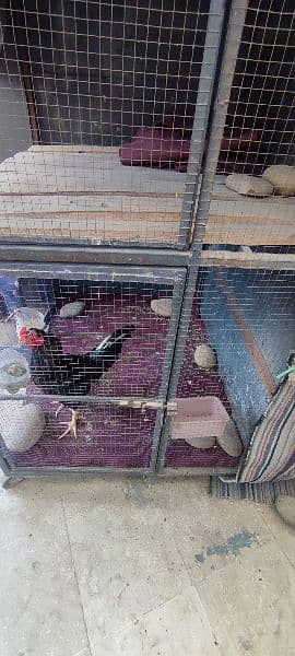 big hens cage 2