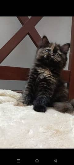 persian punch female kitten available for sale