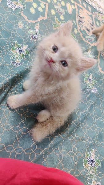 Persian Male kitten's| pair kitten | cat |kitten | 0