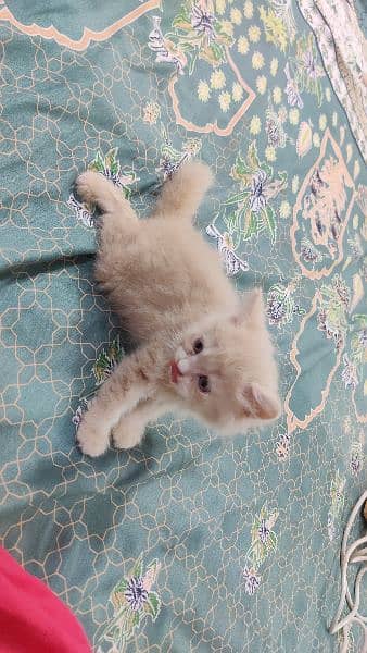 Persian Male kitten's| pair kitten | cat |kitten | 3