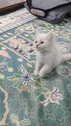 Persian Male kitten's| pair kitten | cat |kitten |