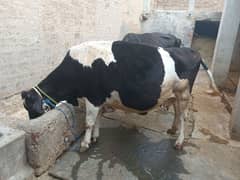 Friesian cow for sale 0