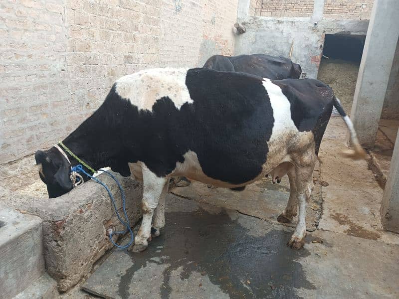 Friesian cow for sale 0