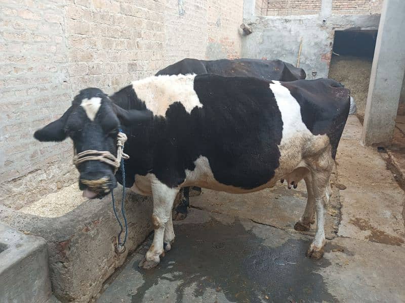 Friesian cow for sale 2