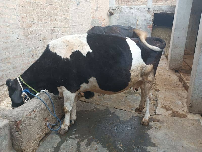 Friesian cow for sale 3