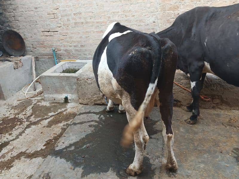 Friesian cow for sale 9