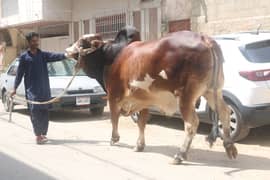 qurbani bull for sale