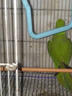 green parrot for sale healthy