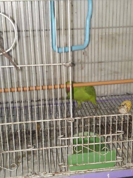 green parrot for sale healthy 1