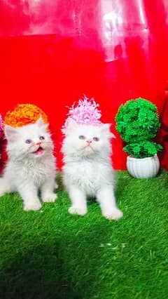 Persian White Kittens And Cats