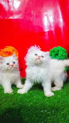 Persian White Playful Cats And Kittens