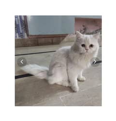 Persian male cat double coated