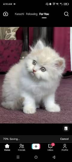 Persian doll face kitten available