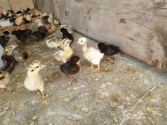 Golden misri & Australorp chicks available,astralop