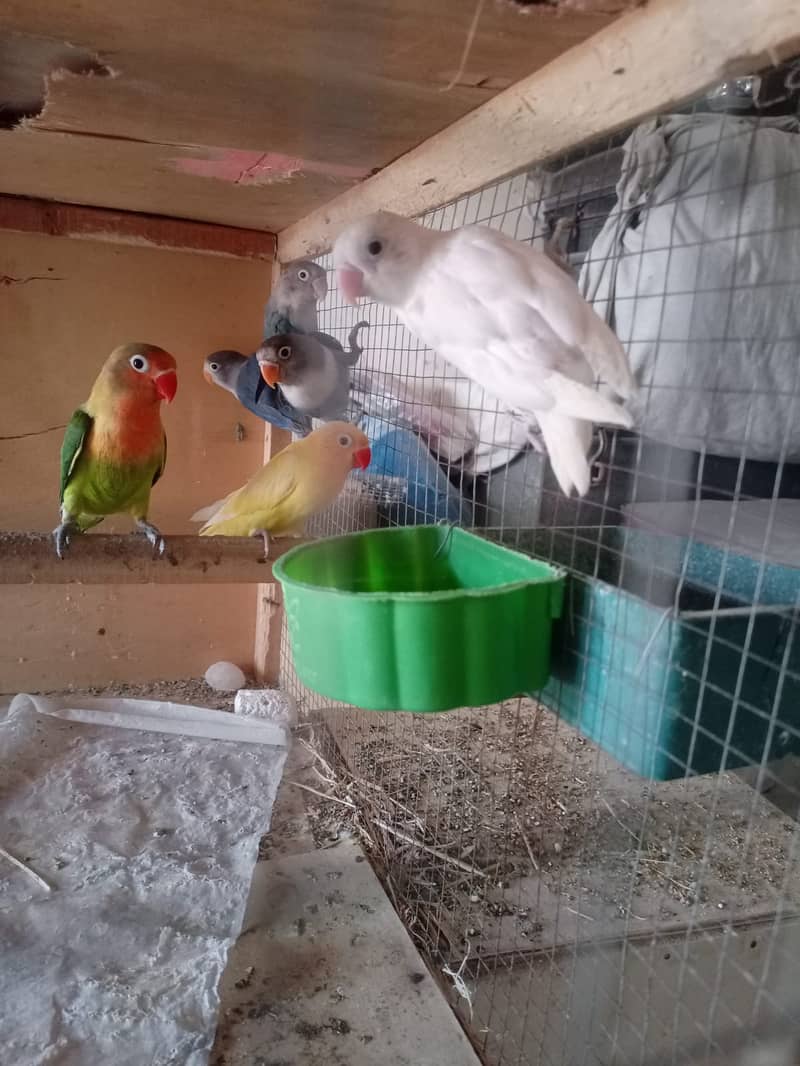 Albino Dackino Voilet Blue Green Fisher Australian Parrot O3O9 4476176 0