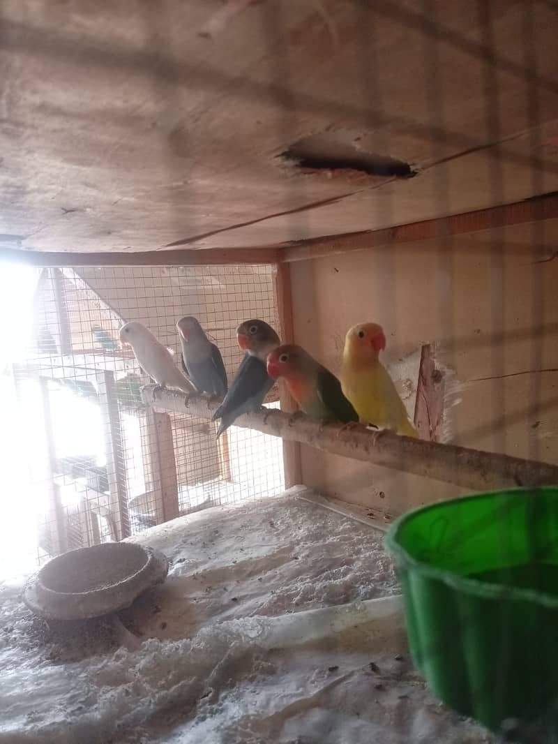 Albino Dackino Voilet Blue Green Fisher Australian Parrot O3O9 4476176 4