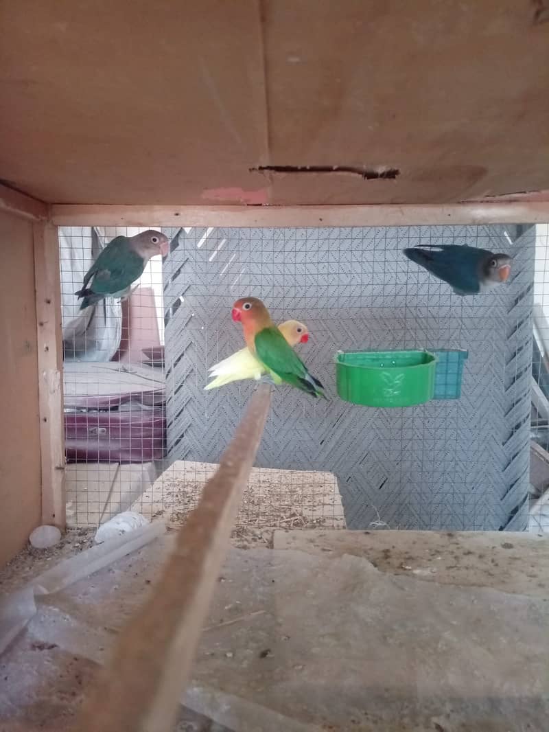 Albino Dackino Voilet Blue Green Fisher Australian Parrot O3O9 4476176 5