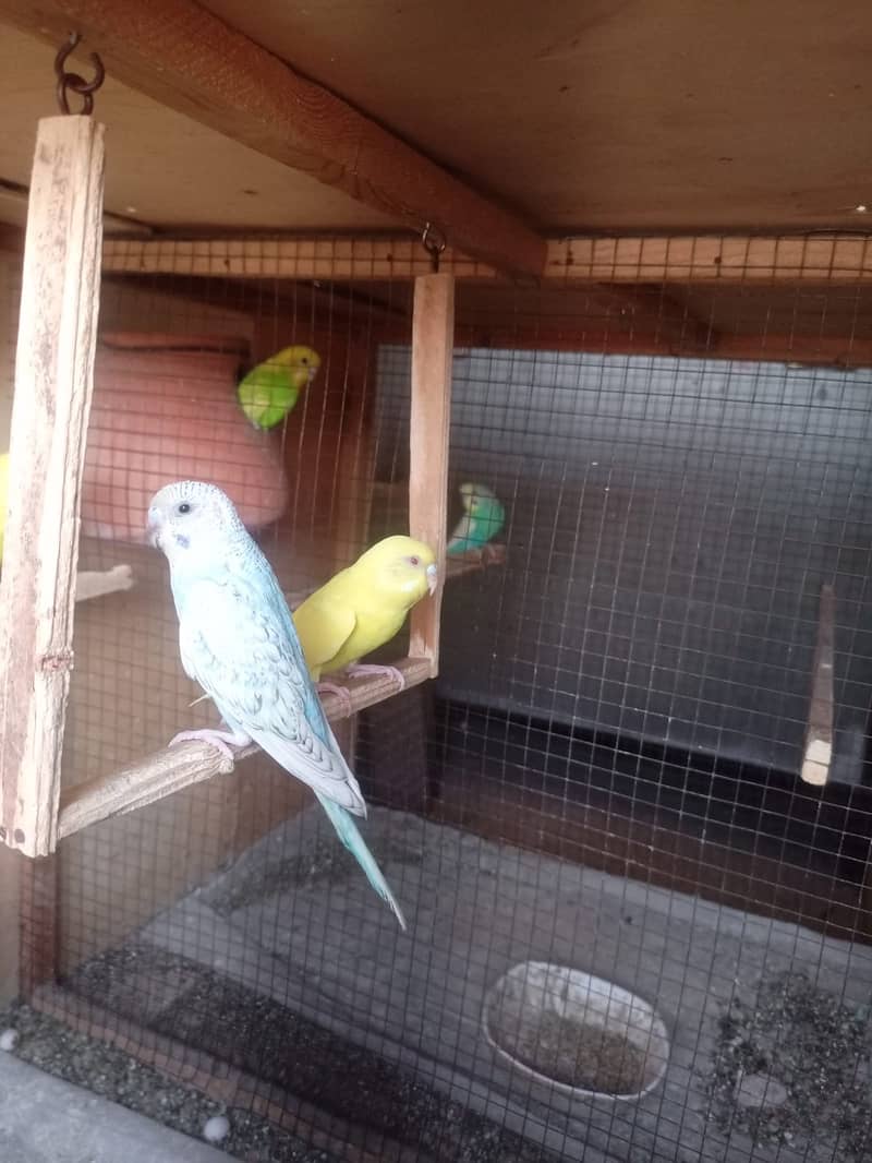 Albino Dackino Voilet Blue Green Fisher Australian Parrot O3O9 4476176 6