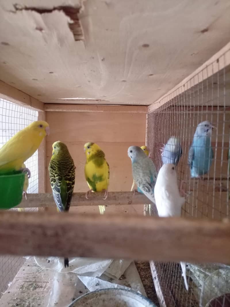 Albino Dackino Voilet Blue Green Fisher Australian Parrot O3O9 4476176 11