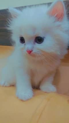 Persian semi punch kitten