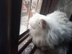 one piece  White persion cat for sale. .