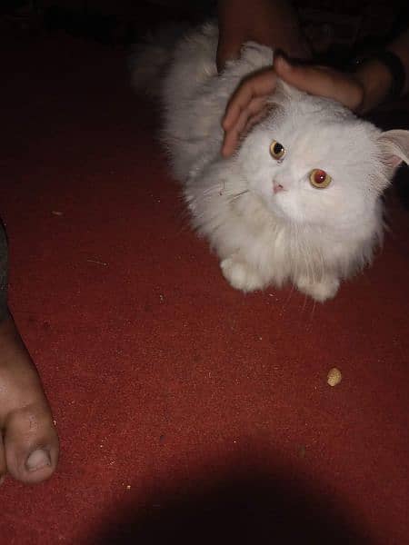 one piece  White persion cat for sale. . 1