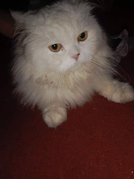 one piece  White persion cat for sale. . 2