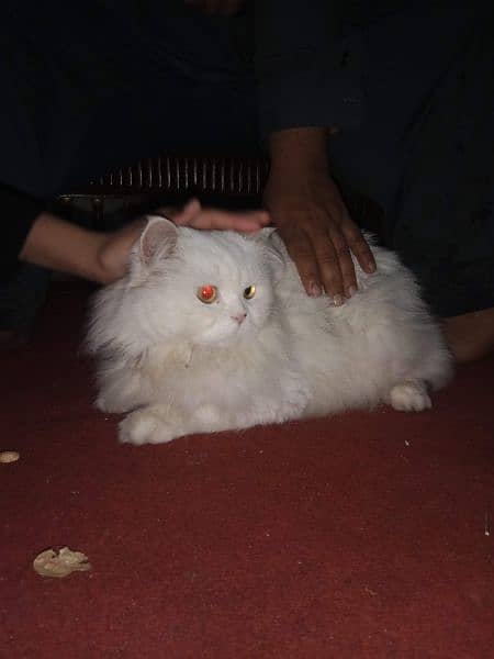 one piece  White persion cat for sale. . 3