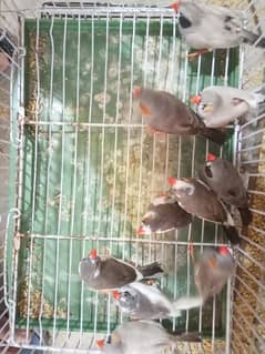 Common mutation finches