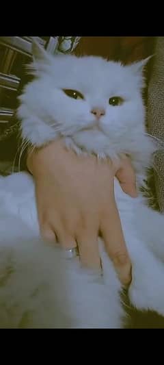 Pure Turkish Angora Breed for sale mother with 2 kids 0