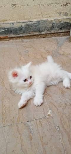 Male kitten available