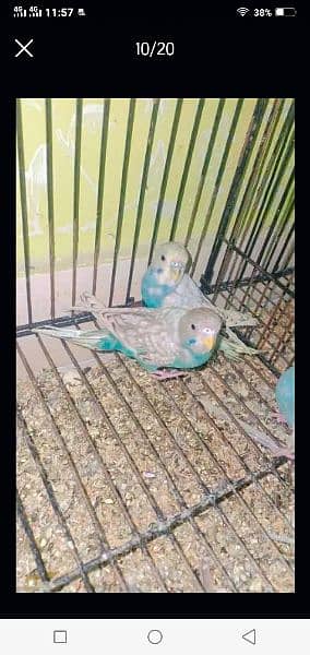 Australian parrots red eyes black eyes pairs available 4