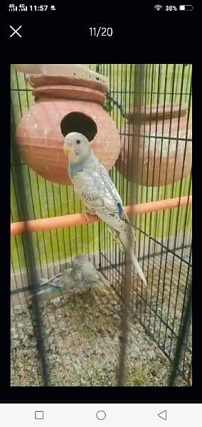 Australian parrots red eyes black eyes pairs available 5