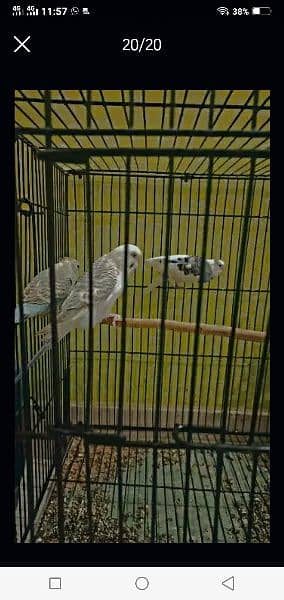 Australian parrots red eyes black eyes pairs available 8