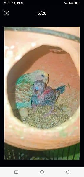 Australian parrots red eyes black eyes pairs available 10